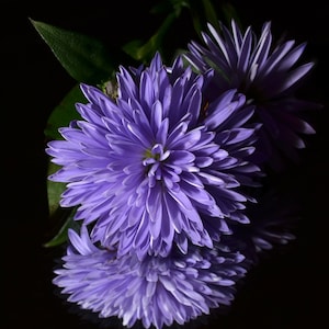 Può includere: Primo piano di tre fiori di aster viola su uno sfondo scuro. I fiori sono a fuoco e lo sfondo è sfocato.