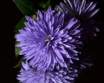 Charming DWARF Aster China Blue-Purple SEEDS -- Milady -- Cottage Garden Callistephus - Fast Free Shipping