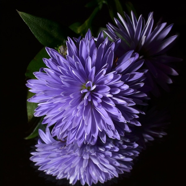 Charming DWARF Aster China Blue-Purple SEEDS -- Milady -- Cottage Garden Callistephus - Fast Free Shipping