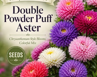 May include: A packet of Aley Acres Seeds featuring Double Powder Puff Aster flowers. The text reads Double Powder Puff Aster, Chrysanthemum Style Blooms, Colorful Mix, and SEEDS. The image displays vibrant pink, purple, and white flowers.