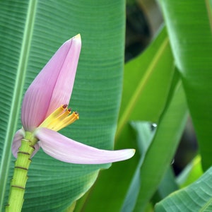 May include: A pink banana blossom with yellow petals emerging from a green banana plant.