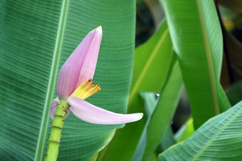 May include: A pink banana blossom with yellow petals emerging from a green banana plant.