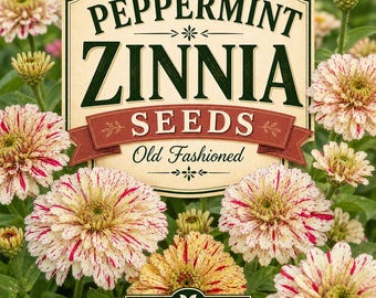 Peppermint Zinnia Seeds - Old Fashioned Garden Favorite