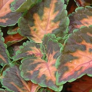 New Enchanting Coral Coleus SEEDS -- FREE SHIPPING -- Houseplant Patio Hanging Baskets Shade Plants (15 Seeds)