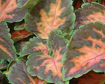 Coral Coleus Seeds – Pink & Red Variegated Shade Plant (15 Seeds)