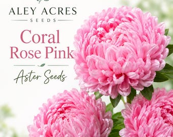 May include: Three vibrant coral rose pink aster flowers with dense, layered petals and green leaves. The text reads ALEY ACRES SEEDS, Coral Rose Pink, and Aster Seeds. The background is a soft, out-of-focus white and green botanical setting.