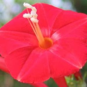 Cardinal Climber -- Heirloom Variety -- Trellis Climbing Vine -- 8 Seeds -- Red Blooms like Morning Glory - Cypress Vine Relative