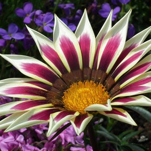 New Striking Colors -- Gazania Flower SEEDS -- Mixed Seeds -- Fast Free Shipping U.S. Residents (10 Seeds) - Great in Containers or Pots