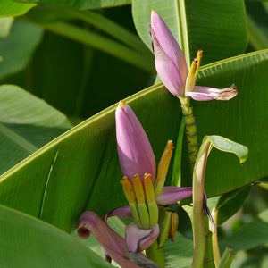 May include: Close-up of a banana plant with pink and yellow flowers. The flowers are surrounded by large green leaves.