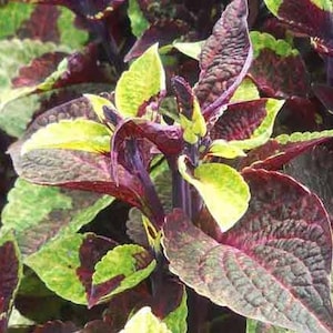 New Coleus Seeds Rich Burgundy, Chartreuse & Green Very Striking -- FREE SHIPPING U.S. Orders -- Variegated Leaves (5 Pelleted Seeds)