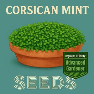 May include: An illustration of Corsican Mint seeds. The image shows a terracotta pot filled with vibrant green plants. The text "Corsican Mint" is at the top, and "Seeds" is at the bottom. A green and white badge indicates "Advanced Gardener".