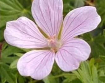 Pale Pink Geranium sanguineum SEEDS -- Fast FREE Shipping US Residents (10 Seeds)  Patio Flowering Plants Perennial