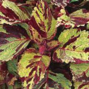 Zwerg Coleus MOSAIC Bunte Farbspritzer SAMEN -- Schneller kostenloser Versand U.S. Order (20 Samen) -- Artistic Compact Buntes Coleus