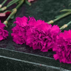 Carnation Magnificent Magenta Pink SEEDS - Dianthus Caryophyllus - Fast Free Shipping - (30 Seeds) Grow a Floral Shop in Your Own Yard! :-)