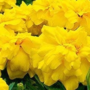 ¡Nuevas semillas de caléndula! -- BIG DOUBLE YELLOW Flowers -- ¡Envío rápido gratis para residentes de EE. UU.! (20 Semillas) Vibrantes flores amarillas grandes de 3&quot;