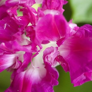 Vibrant Pink Morning Glory SEEDS (Double Flowers) -- Fast Free Shipping (10 Seeds)