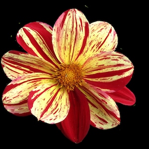 Dahlia Mix Seeds! &quot;Artsy Splashes&quot; -- Dwarf Plants Single Blooms -- Variabilis  -- Fast Free Shipping U.S. Residents! (10 Seeds)