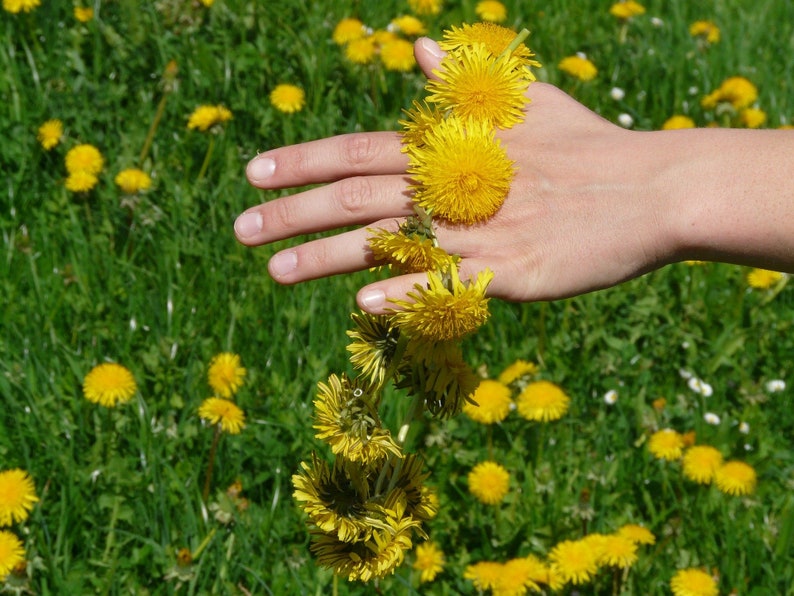 SEEDS Wildflower Garden FREE SHIPPING Yellow Dandelion Wild Variety Pollinator Favorite