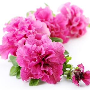 Petunia Seeds "Pink Flamingo" dubbele bloemen -- mooie cottage-tuinstijl -- ROZE! -- 15 ZADEN -- Snelle gratis verzending Inwoners van de VS