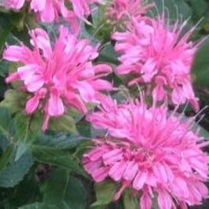 Lovely Bee Balm Monarda Mix SEEDS -- Red/Pink/Peach Tones -- FREE SHIPPING -- Attracts Hummingbirds (20 Seeds)