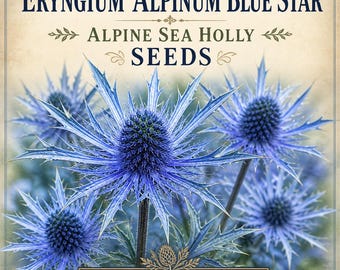 Semillas de Eryngium Alpinum Blue Star - Cardo marino alpino (20 semillas)