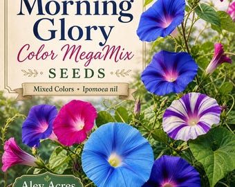 Morning Glory "Color MegaMix" - **Seeds** -- Mixed Colors -- Ipomoea nil --  (14 Seeds)