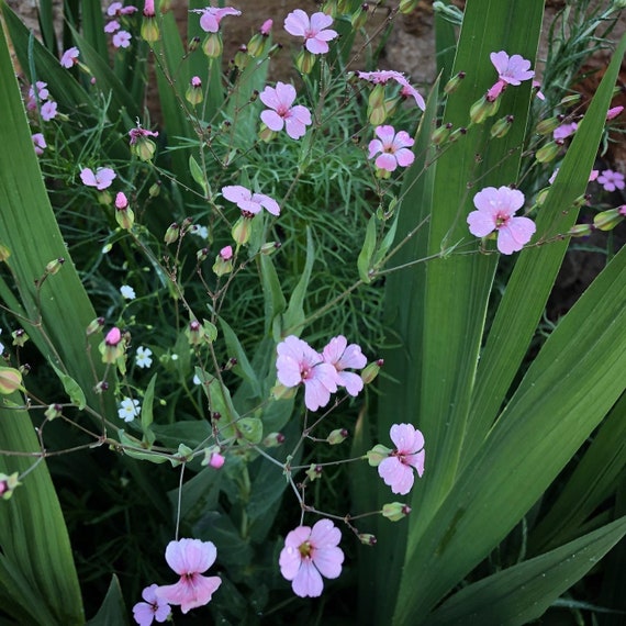 New Gorgeous Saponaria Vaccaria PINK Beauty SEEDS Fast FREE Shipping Lovely  Cottage Garden Favorite Soapwort 20 Seeds - Etsy