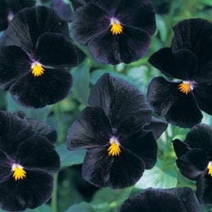 Charming Viola &quot;Black Velvet&quot; (20 SEEDS) - Fast Free Shipping U.S. -- Cottage Garden Beauties