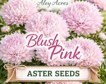 Blush Pink Aster Seeds – Double Chrysanthemum Style Blooms (40 Seeds)