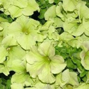 May include: Close-up of a cluster of pale yellow petunia flowers with ruffled petals and a darker yellow center. The flowers are surrounded by green foliage, creating a vibrant floral display. The image showcases the delicate texture and color variations of the blooms.