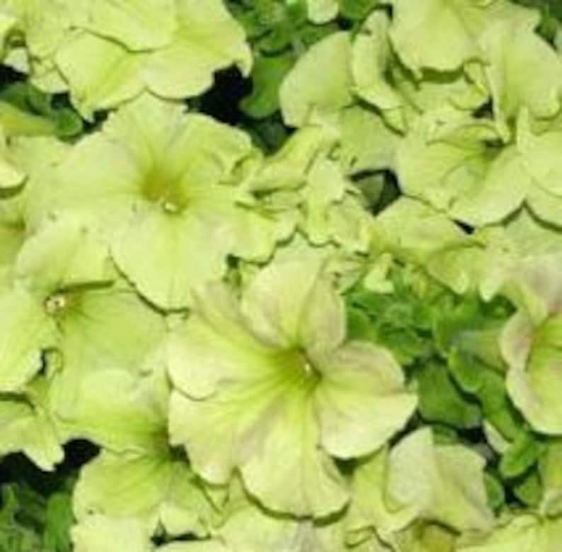 May include: Close-up of a cluster of pale yellow petunia flowers with ruffled petals and a darker yellow center. The flowers are surrounded by green foliage, creating a vibrant floral display. The image showcases the delicate texture and color variations of the blooms.