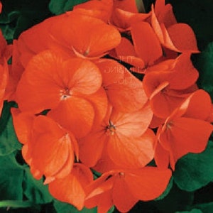 New "Orange Popsicle" Geranium SEEDS -- Fast FREE Shipping (8 Seeds) pelargonium Potted Patio Flowering Plants - Orange Color