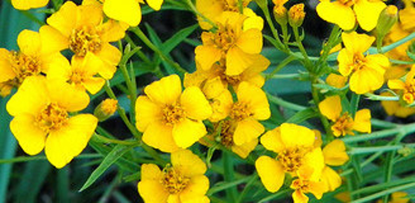 Delightful Organic Mexican Terragon Tarragon Yellow Flowers Etsy