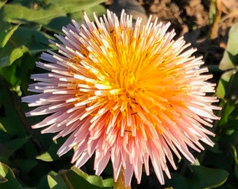 NEW Pink Dandelion SEEDS -- Taraxacum pseudoroseum -- Wildflower Garden Flowers Cottage Garden (6 Seeds) Free Shipping