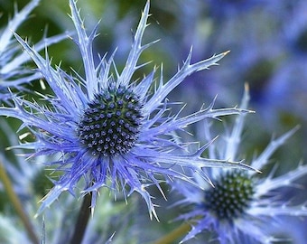 New EXOTIC Eryngium alpinum Blue Star SEEDS -- Fast Free Shipping US Residents -- (20 Seeds) Alpine Sea Holly