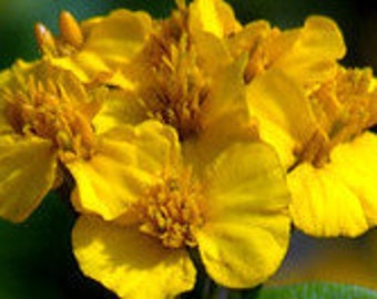 Semillas de estragón mexicano orgánico – Flores de Tagetes Lucida amarillas