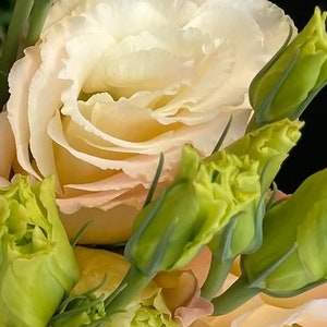 Pretty &quot;Champagne Blush&quot; Lisianthus -  (15 Seeds) - Fast Free Shipping U.S. - Long Vase Life
