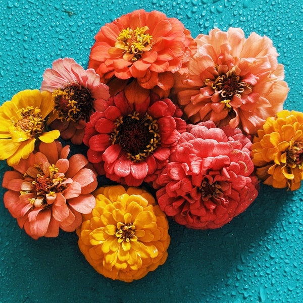 Rare Zinnia Seeds - Etsy