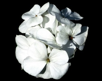 Geranium SEEDS "Snowy White" -- Fast Free US Shipping (10 Seeds) pelargonium Potted Patio Flowering Plants -- Bright White Blooms