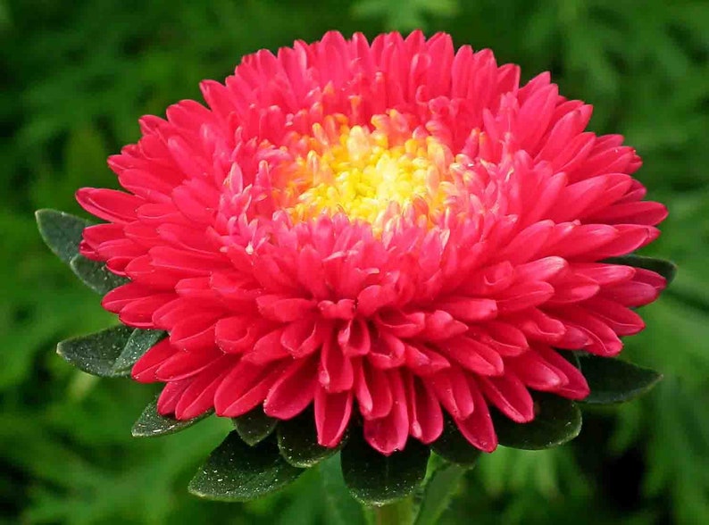 New Aster Seeds DOUBLE POWDER PUFF Mix Double Chrysanthemum Etsy