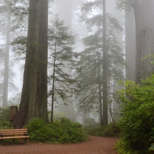 New Coast Redwood Tree Seeds (8 Seeds) -- Fast Free Shipping US Residents -- Sequoia sempervirens
