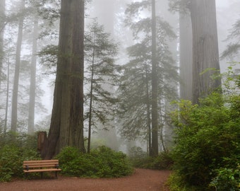 New Coast Redwood Tree Seeds (8 Seeds) -- Fast Free Shipping US Residents -- Sequoia sempervirens