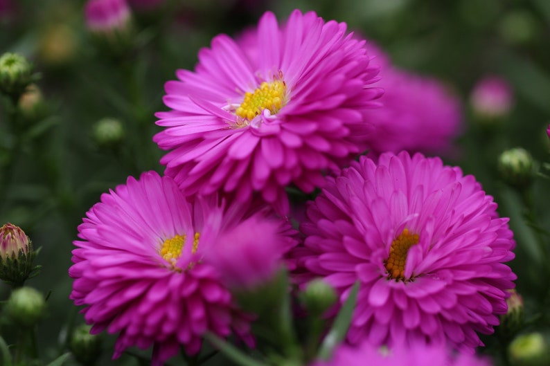 New Aster Seeds DOUBLE POWDER PUFF Mix Double Chrysanthemum Etsy
