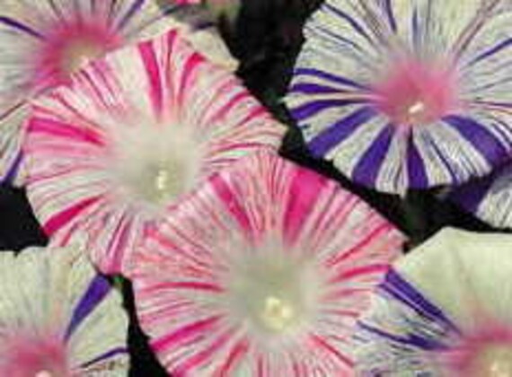 Carnival Morning Glory Seeds - Striped Multicolor Cottage Garden