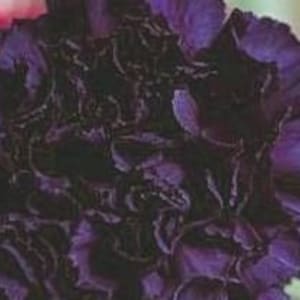 Przepiękny ciemny goździk &quot;Black Velvet&quot; Grenadin King of Blacks Dianthus Caryophyllus NASIONA - Szybka bezpłatna wysyłka (dla mieszkańców USA) 20 nasion