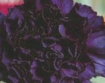 Details about   Violet Carnation Flower Seeds ~60 Top Quality Seeds Blooming Violet Flowers 