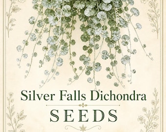 Silver Falls Dichondra Seeds – Whimsical Houseplant, Container Gardens (8 Seeds)