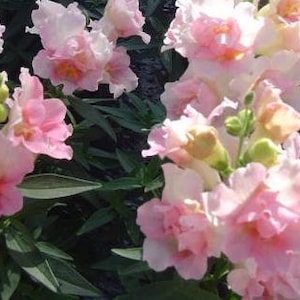 Beautiful Appleblossom Dwarf Snapdragon Pink and White Blooms SEEDS -- Fast Free Shipping U.S. Residents -- 20 Seeds