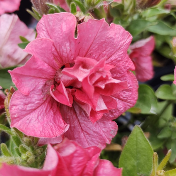 Pretty Double SALMON Color Petunia SEEDS - (15 Seeds) Fast Free Shipping US Residents