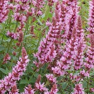 NEW PINK Hyssop - Agastache Arcado - SEEDS - Beautiful Wildflower or Cottage Garden Flowers - Butterflies & Hummingbirds! 10 Seeds